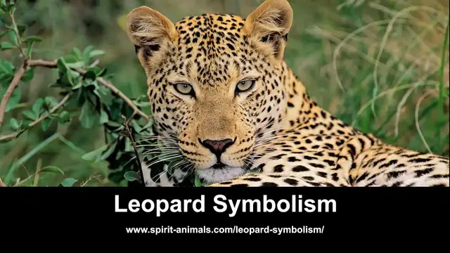 Video thumbnail for Leopard Symbolism