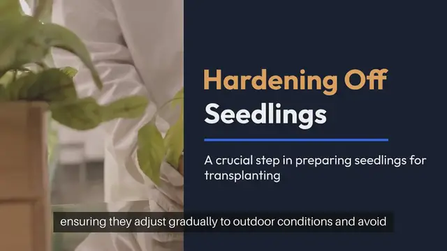 Video thumbnail for How to Harden Off Seedlings