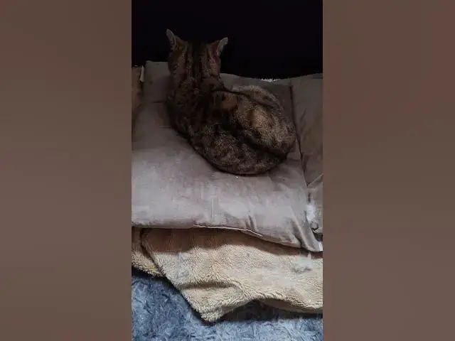 Video thumbnail for When Tiggs gets Ghost's bed....