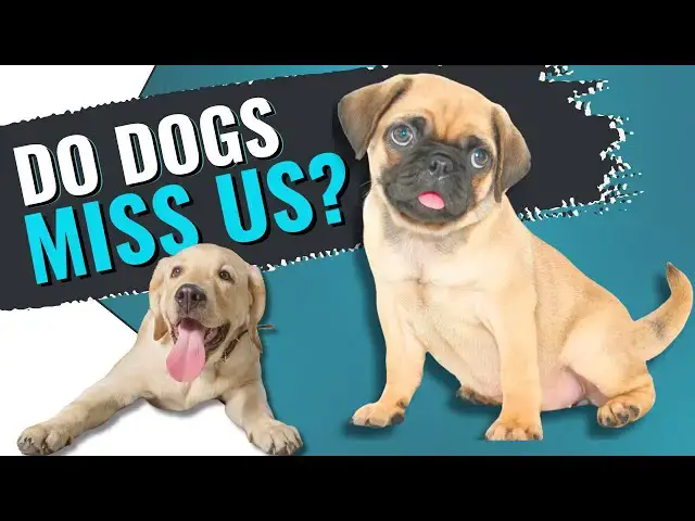 'Video thumbnail for Do Dogs Actually Miss You When You Leave?'