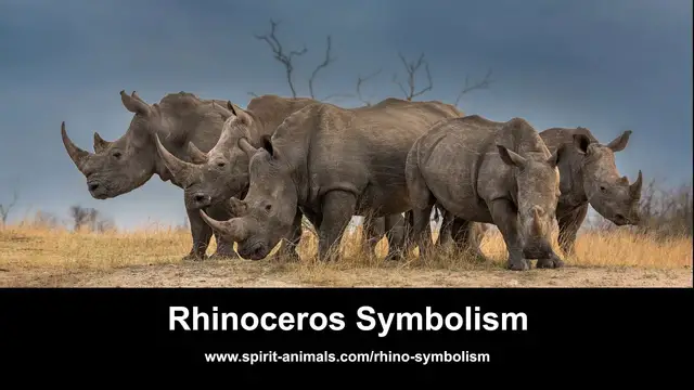 Video thumbnail for Rhinoceros Symbolism