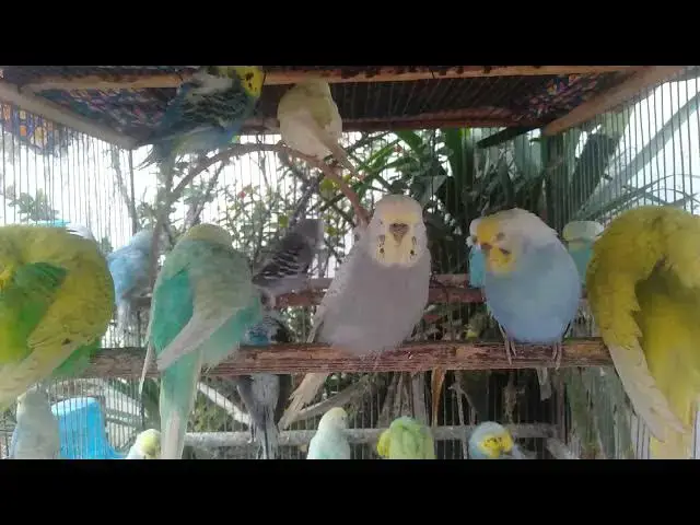 Video thumbnail for O som do vento e das penas – 2 minutos para dormir melhor 😴🌬️