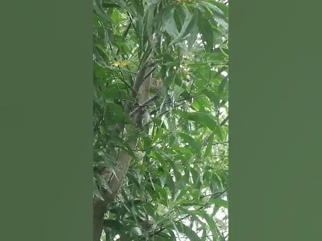 Video thumbnail for Sparrow under Raning A lot  #babyanimal #birdslover #avianlife #babybird #birdsounds #avian #bird