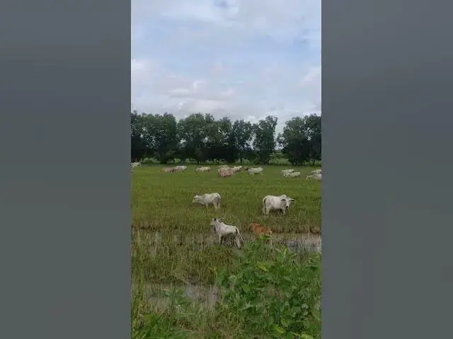 Video thumbnail for All Female Eating Grass In Field #shortvideo