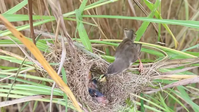 Video thumbnail for Mother Bird Feeds Hungry baby birds on nest \-baby birds on nest