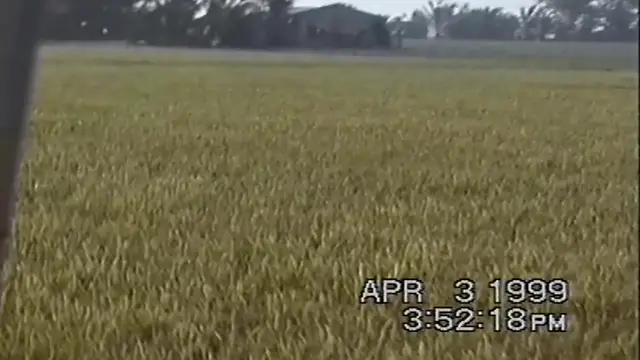 'Video thumbnail for Visiting The Rice Farm'