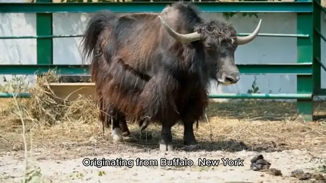 'Video thumbnail for Buffalo Wings Recipe'