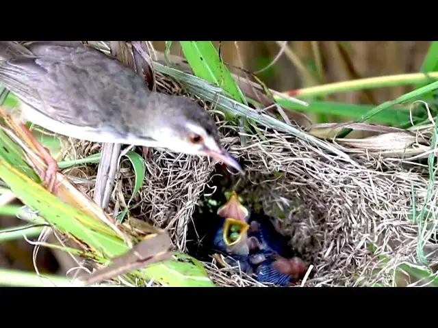 Video thumbnail for Amazing baby birds on nest / Feeding Frenzy: Wild Bird Nest with Amazing Grown Babies