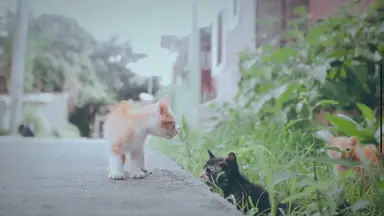 'Video thumbnail for Wissen Katzen, dass sie Sterben?'