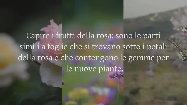 Video thumbnail for Come coltivare le rose dai calici: una guida passo passo