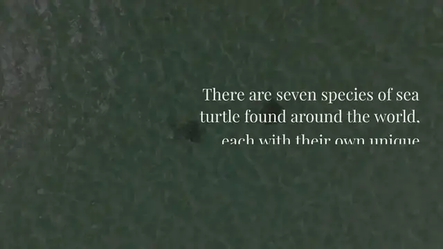 Video thumbnail for What is the size and color of a sea turtle?