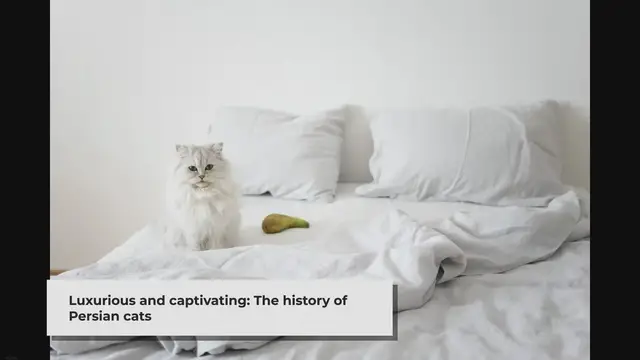 'Video thumbnail for Are Persian Cats Common in Persia?'