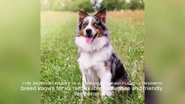 Video thumbnail for Siberian Husky