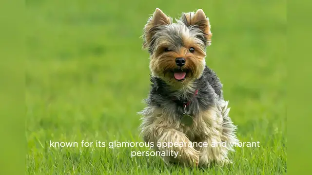 Video thumbnail for Yorkshire Terrier
