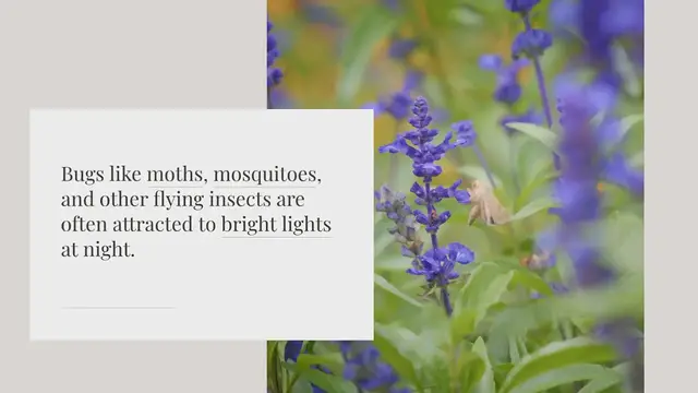 Video thumbnail for What bright light doesn’t attract bugs?