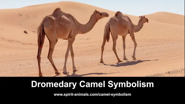 Video thumbnail for Camel Symbolism