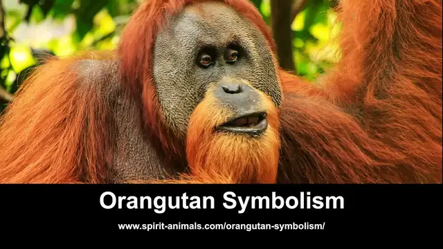 Video thumbnail for Orangutan Symbolism