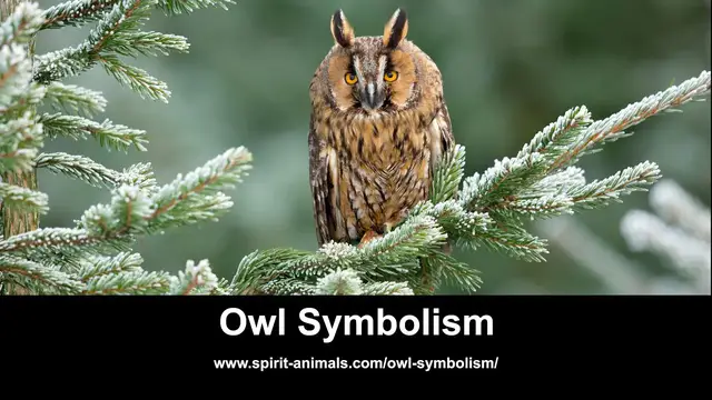 Video thumbnail for Owl Symbolism