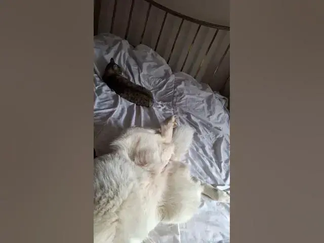 Video thumbnail for Tiggs hate sharing, but Ghost dont care..