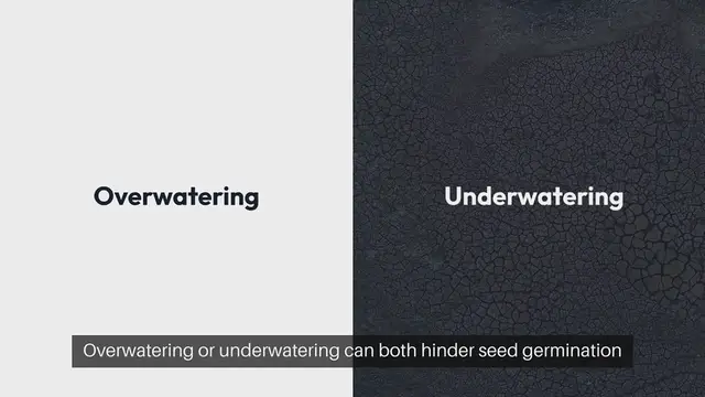 Video thumbnail for Starting Seeds with Watering Techniques