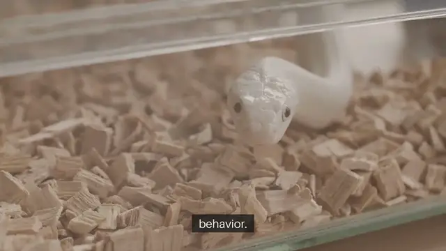 'Video thumbnail for Pocket Pets Care Tips for Gerbils and Mice'