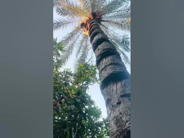 Video thumbnail for Palm tree #palmjuice #palmtrees #winter #bangladesh #villagelife