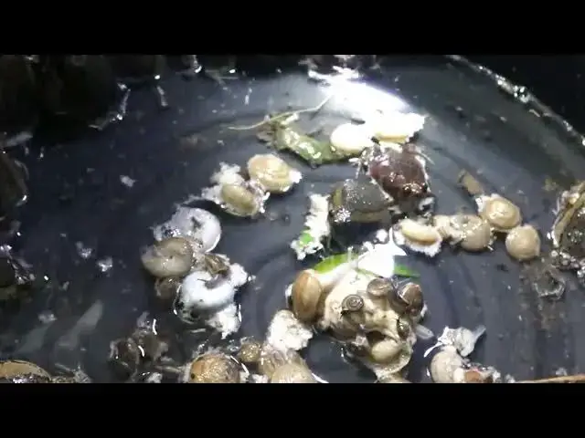 'Video thumbnail for Catch frog at night | a lot frog catch it'