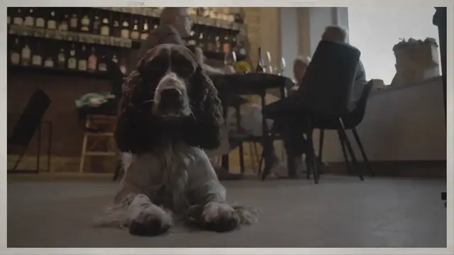 Video thumbnail for Understanding Your Springer Spaniel In Season