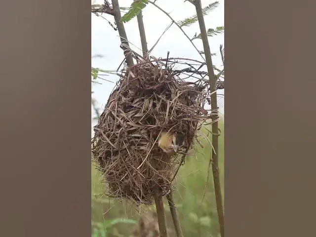 Video thumbnail for Golden Babies wild Bird in nest EP#049 #nestegg #egglaying #satisfying #nestling  #birds #babybird