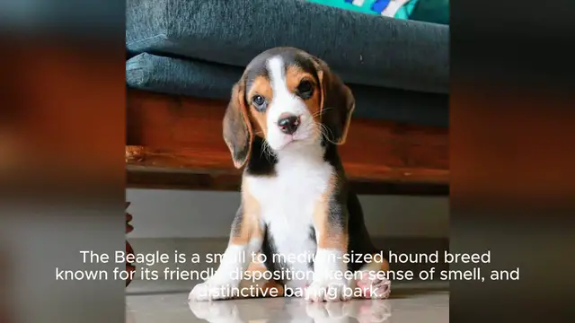 Video thumbnail for Beagle