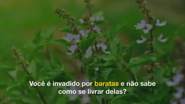 Video thumbnail for Como usar o açúcar para se livrar rapidamente das baratas em casa?