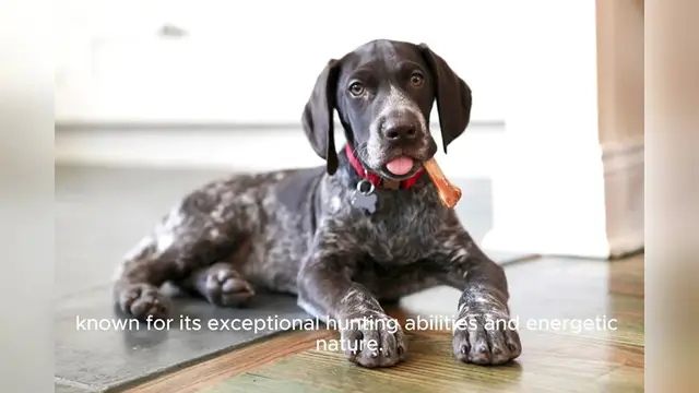 Video thumbnail for German Shorthaired Pointer