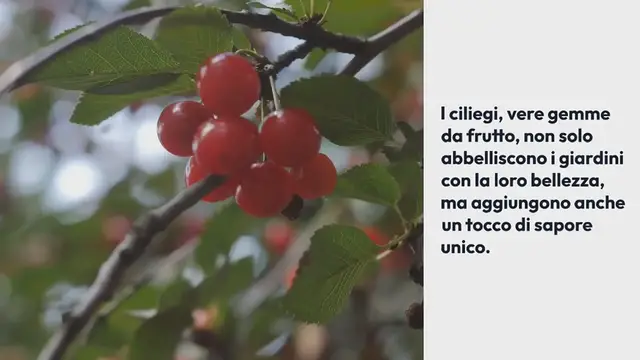 Video thumbnail for Piantagione e coltivazione di ciliegi di successo
