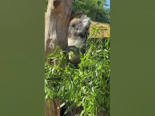 Video thumbnail for Koala at longleat  zoo