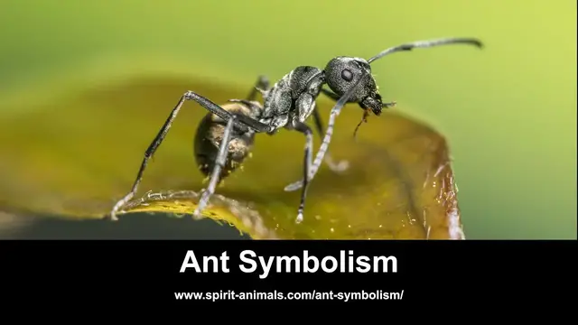 'Video thumbnail for Ant Symbolism'