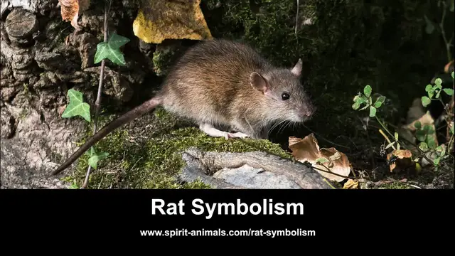 Video thumbnail for Rat Symbolism