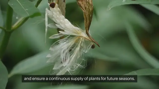 Video thumbnail for How to Harvest and Store Seeds