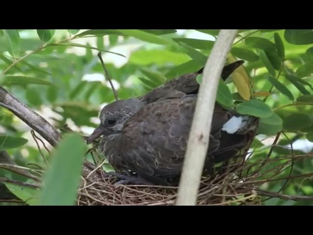 Video thumbnail for In nest here, the dove bird protect the nest now