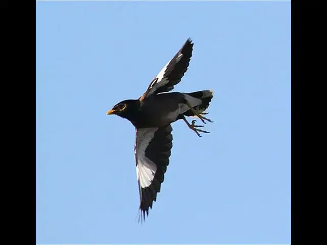 Video thumbnail for Hero bird