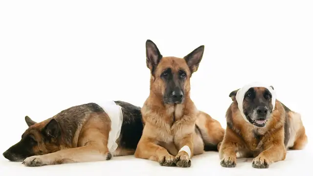 'Video thumbnail for . Why German Shepherds Are the Ultimate Working Dogs'