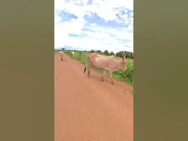 Video thumbnail for Cows Eating Grass On Road #shortvideo