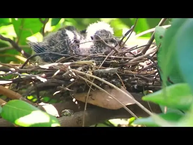 Video thumbnail for Baby's wild dove bird stay on nest here