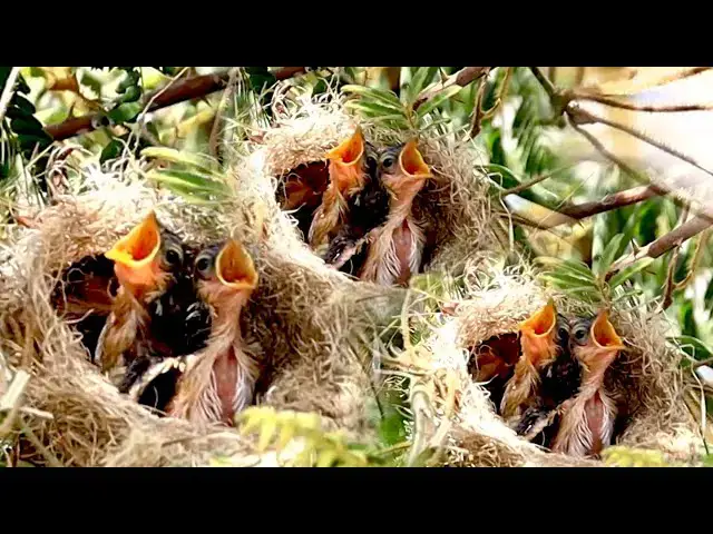 'Video thumbnail for On nest bird | Bird stay Nesting Newborn: Baby Bird's Nonstop Eating'