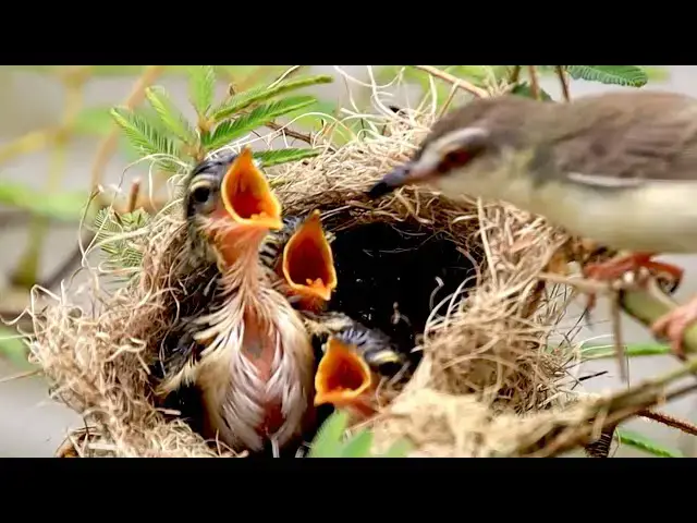 'Video thumbnail for Top Under nest, babie rice sprrow bird to wait eat on nest'