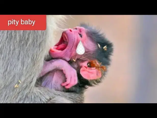 Video thumbnail for OH WOW BABY Just Born So lovely 2025#monkey #cute #babymonkey