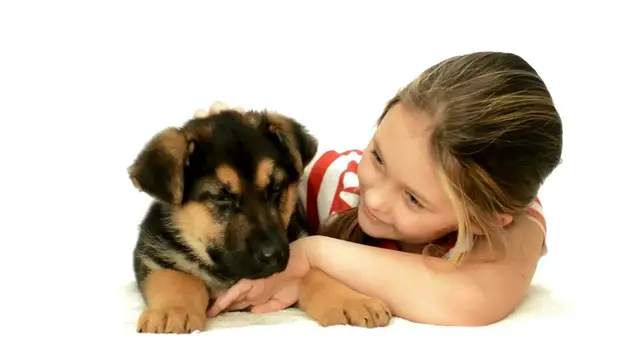 Video thumbnail for Why the German Shepherd is the Best Family Dog