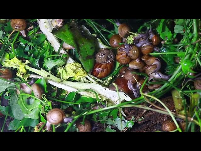Video thumbnail for 🐌 Snails, 🐌 snial alot eating papaya fruits now 🦈