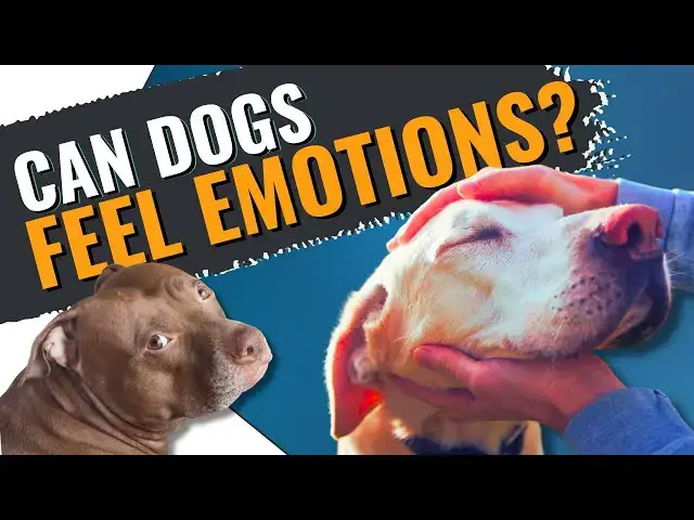 'Video thumbnail for MIND-BLOWING Dog Emotions Secrets Revealed'