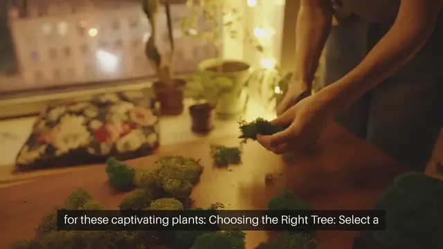 Video thumbnail for Bonsai Tree Care Guide