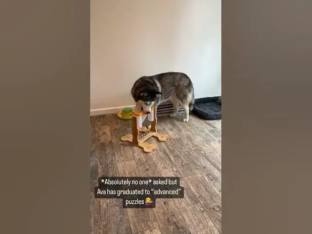'Video thumbnail for Husky puzzle'
